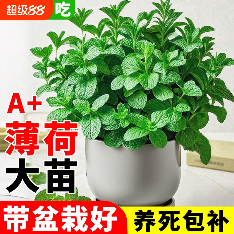 大盆薄荷盆栽可食用四季好养驱蚊
