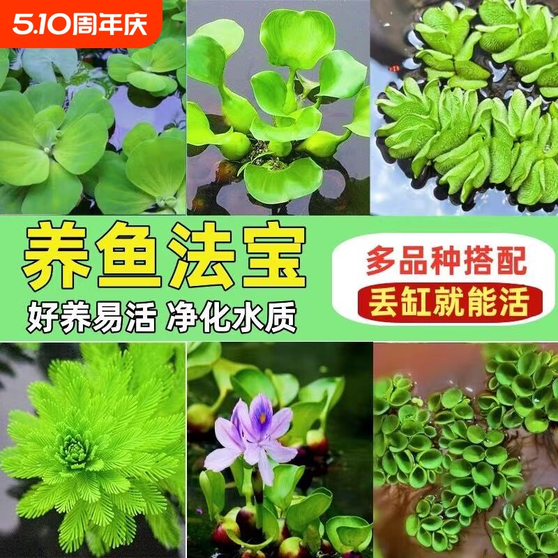 浮萍水草鱼缸摆件绿植全套水培植物生态造景套装增氧水葫芦养龟
