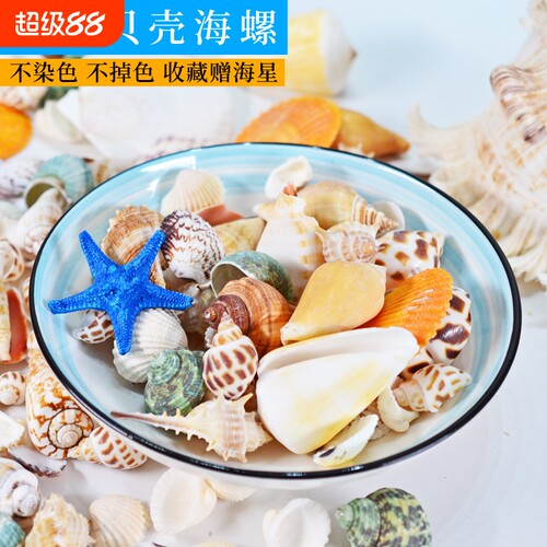 天然贝壳海螺diy家居水族