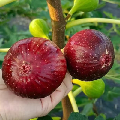 空运包邮云南新鲜无花果红皮鲜果孕妇儿童可食波姬红超甜水果整箱