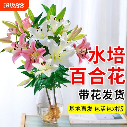 香水百合带花苞盆栽|千人加购