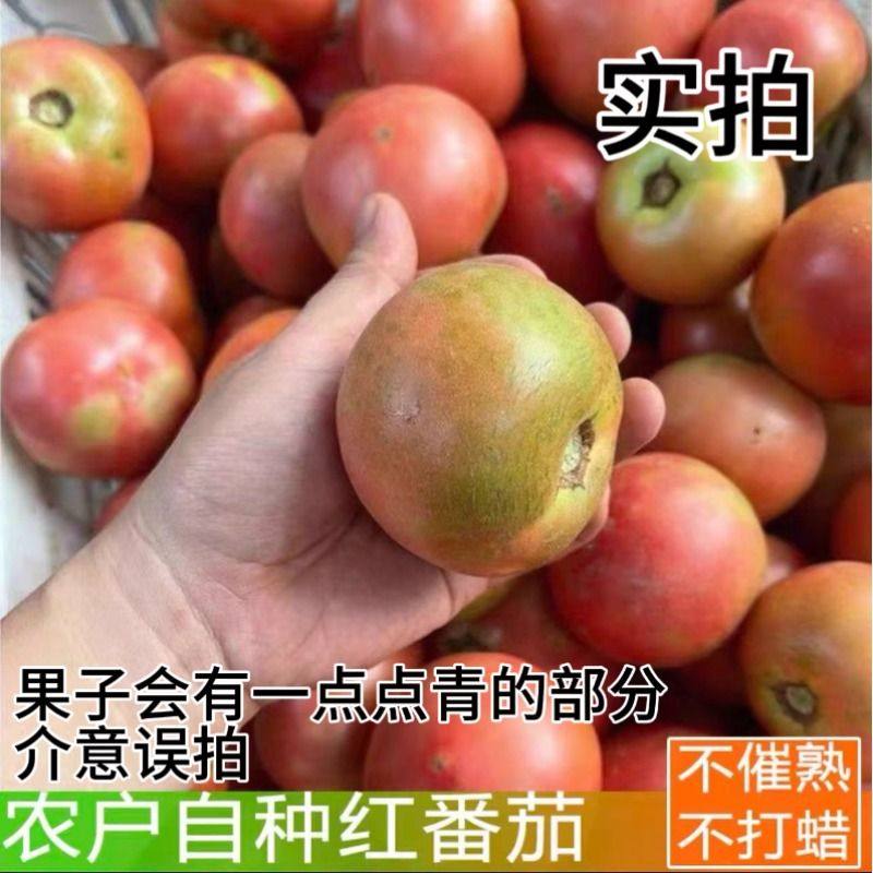 普罗旺斯西红柿自然现摘新鲜成熟沙瓤生吃番茄水果农家当季