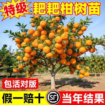 植株四川耙耙柑树苗果树