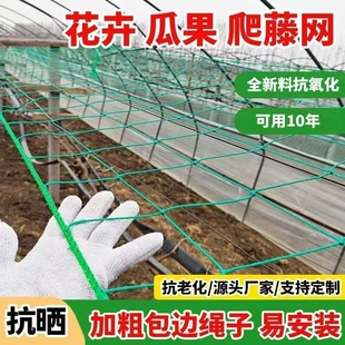 植物豆角黄瓜爬藤网攀爬瓜果百香果丝瓜吊瓜搭架葡萄种植苦瓜月季