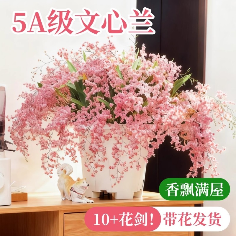 文心兰带花苞盆栽香水梦香兰兰花室内开花卉植物阳台耐寒绿植秋冬