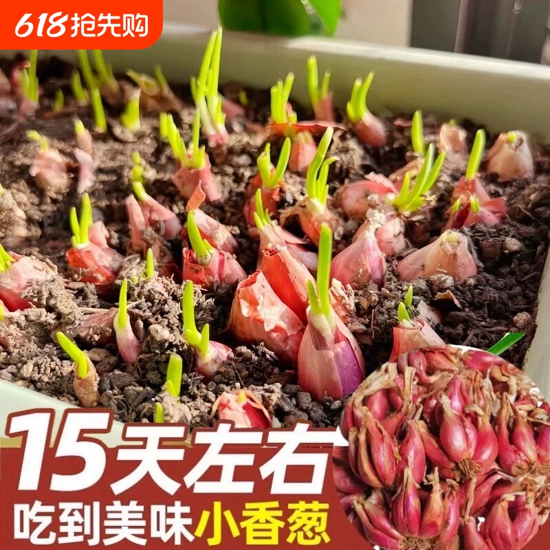 四季葱种小香葱种子阳台盆栽四川红葱头火葱小葱种植四季红葱苗