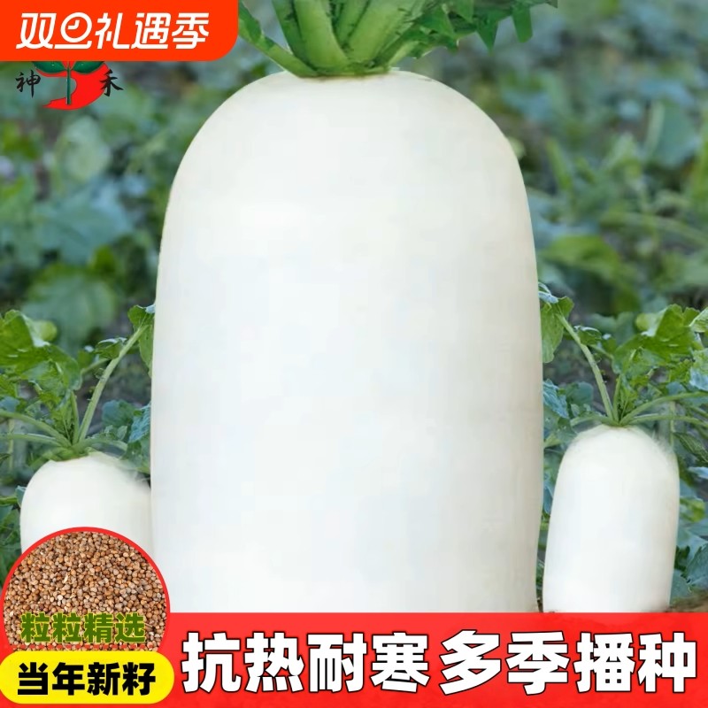 夏季夏抗40白萝卜种子大全水果萝卜籽蔬菜种子红萝卜大萝卜耐寒