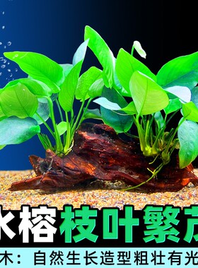 鱼缸造景莫斯无土植物增氧趴地