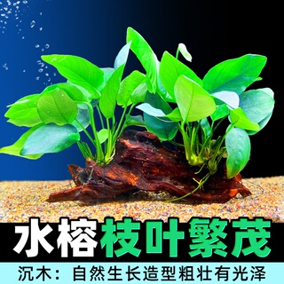 沉木水榕水草植物鱼缸造景装饰懒人莫斯阴性增氧屋大叶大型铁皇冠