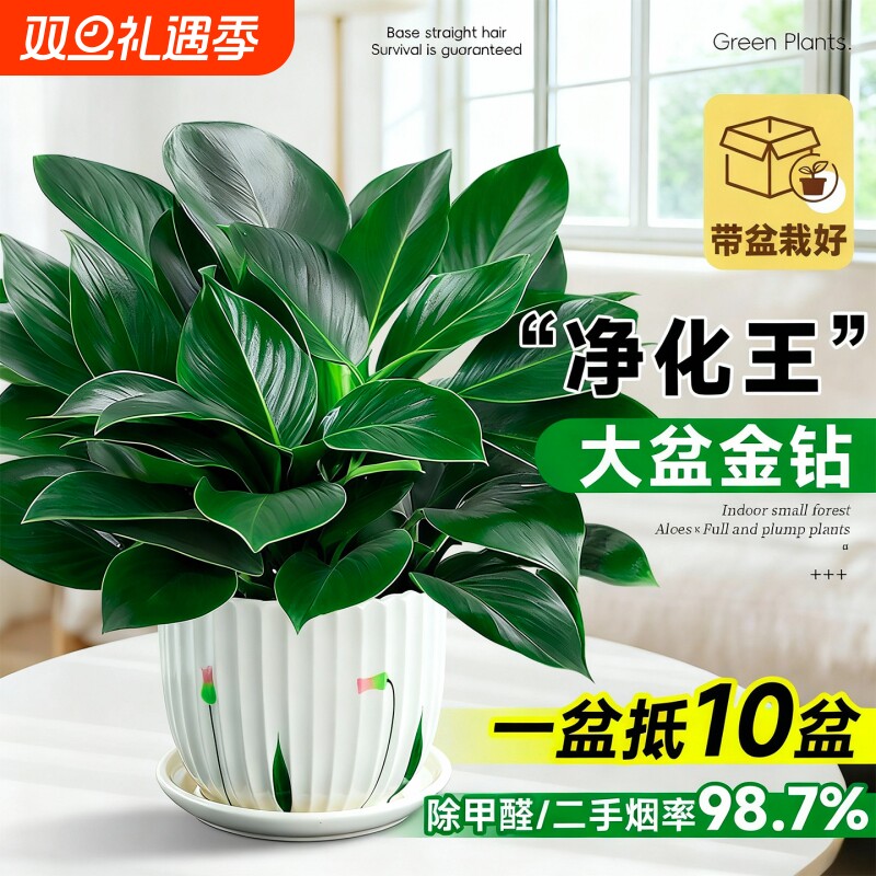 大盆金钻盆栽室内除甲醛绿植客厅办公桌面净化空气四季好养活植物
