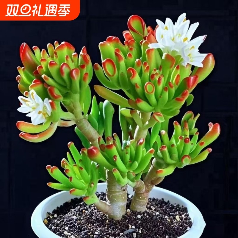 吸财树老桩招财新手好养花卉桌面客厅室内阳台绿植盆栽多肉植物