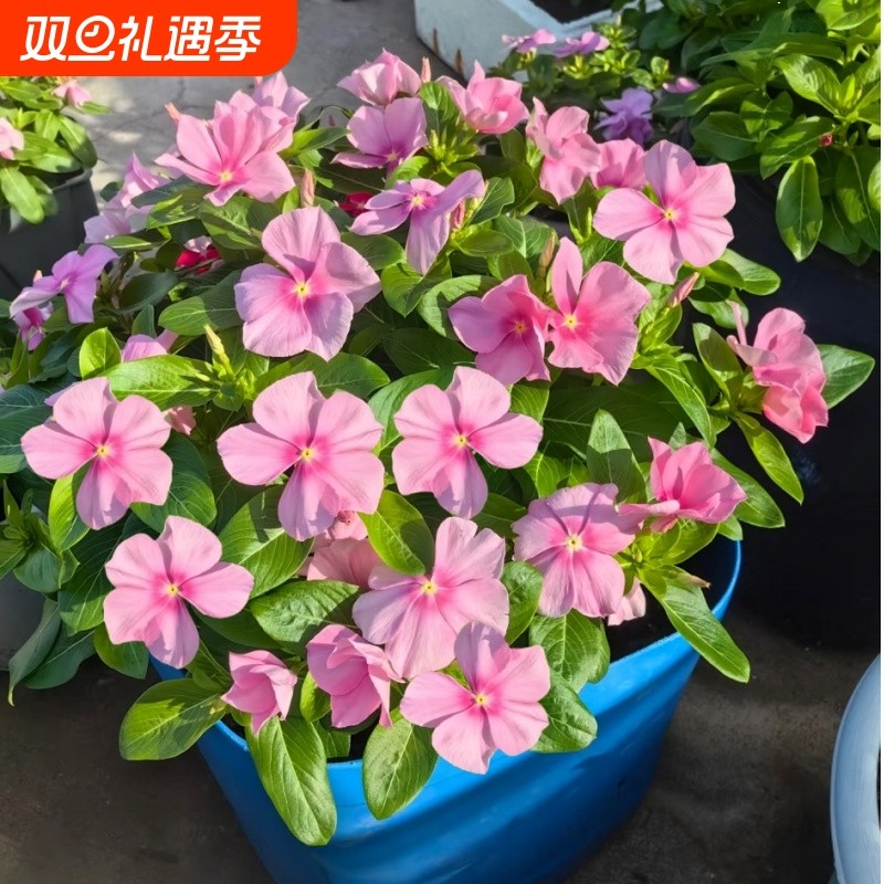 长春花种子宿根日日春花籽多季开花种籽子庭院易种活阳台盆栽花籽