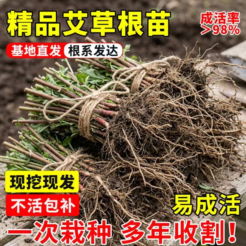 新鲜艾草苗艾草根盆栽整棵带杆四季栽种驱蚊艾蒿绿植物泡澡大艾叶