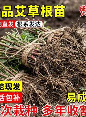 新鲜艾草苗艾草根盆栽整棵带杆四季栽种驱蚊艾蒿绿植物泡澡大艾叶