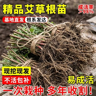 新鲜艾草苗艾草根盆栽整棵带杆四季栽种驱蚊艾蒿绿植物泡澡大艾叶