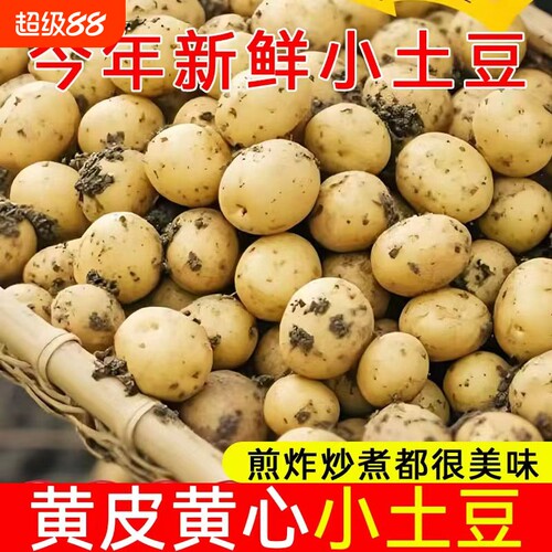 恩施小土豆现摘新鲜洋芋