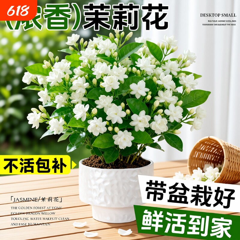 茉莉花盆栽四季开花卉绿植树苗老桩水培植物室内好养客厅阳台土培