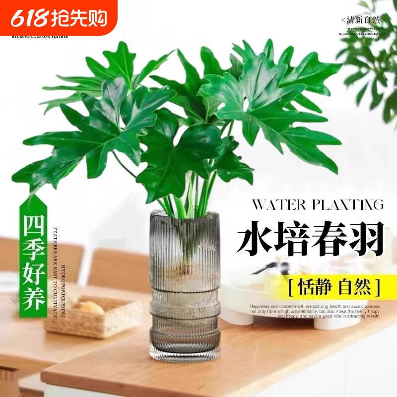 水培春羽盆栽室内客厅花卉水养富贵竹大叶绿萝好养春雨绿植物卧室