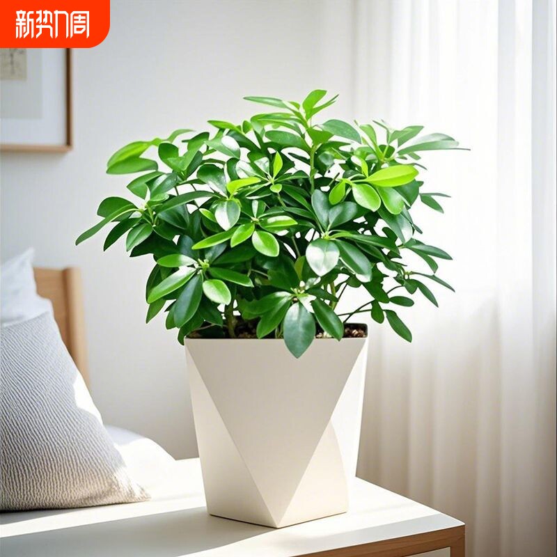 八方来财鸭脚木盆栽四季常青室内桌面绿植物水培花卉发财树七叶莲