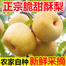 包邮 正宗砀山酥梨当季 水果现摘新鲜水果批发脆甜多汁非雪梨鸭梨