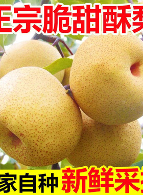 正宗砀山酥梨当季水果现摘新鲜水果批发脆甜多汁非雪梨鸭梨包邮