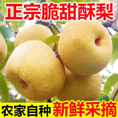 正宗砀山酥梨当季水果现摘新鲜水果批发脆甜多汁非雪梨鸭梨包邮