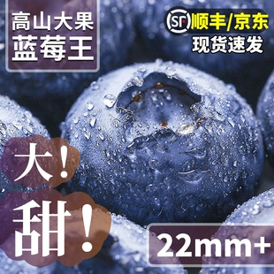 新鲜蓝莓水果孕妇L25高端送礼现摘 云南蓝梅鲜果特大果礼盒当季