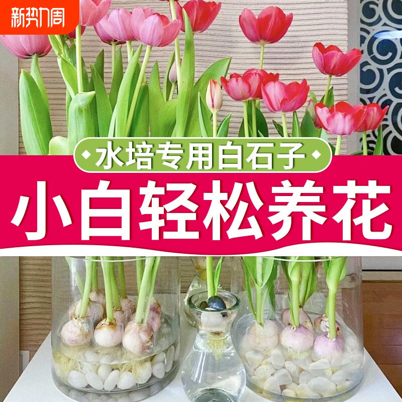 【天然防虫】水培养花白色石子花盆铺面庭院造景装饰水洗石大颗粒