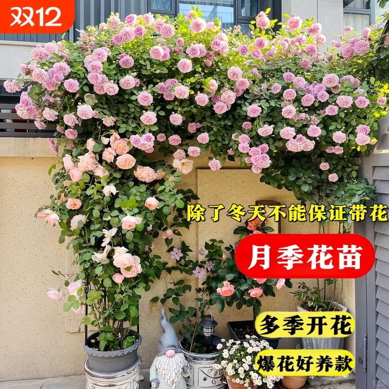 蔷薇花苗爬藤月季四开大浓
