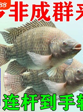 罗非专用饵料湖泊野钓广东大罗非