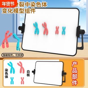 减数分裂中染色体变化模型磁吸式组件中学初中高中生学生物DNA遗传规律交叉互换实验器材教学仪器教具关系