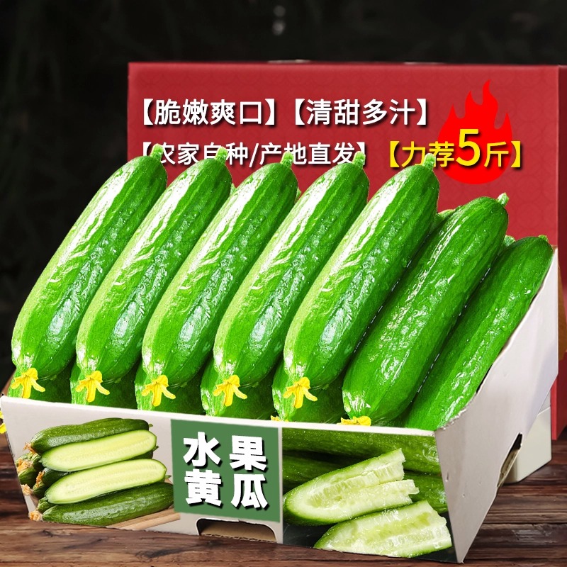 源头正宗水果小黄瓜新鲜脆甜无刺小青瓜5斤当季现摘蘸酱生吃蔬菜