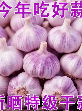 今年新干蒜5斤大蒜头农家大蒜当季新鲜蔬菜包邮自提紫皮回购净重
