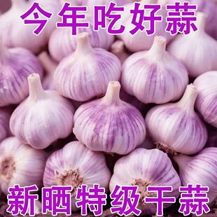 今年新干蒜5斤大蒜头农家大蒜当季新鲜蔬菜包邮自提紫皮回购净重