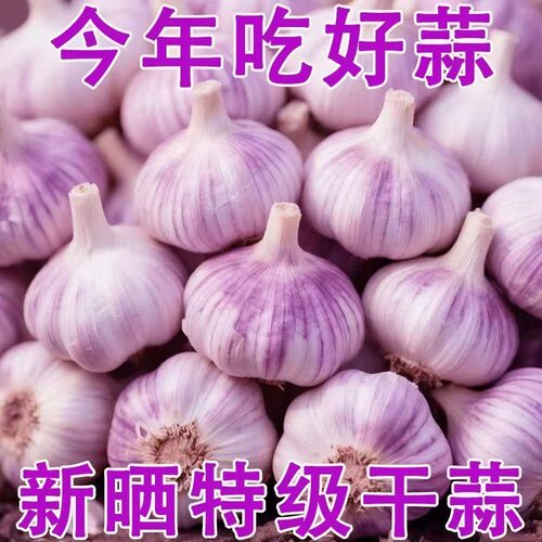 今年新干蒜5斤大蒜头农家大蒜当季新鲜蔬菜包邮自提紫皮回购净重