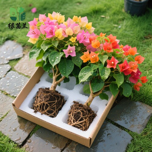 带花三角梅盆栽勤花品种爬藤老桩室内花卉植物四季云南紫室外