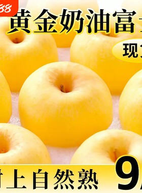 山东烟台黄金奶油富士苹果当季新鲜水果冰糖心牛奶脆甜整箱包邮