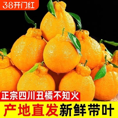 四川不知火丑橘桔子甜蜜多汁现采直发儿童孕妇时令水果甜桔子