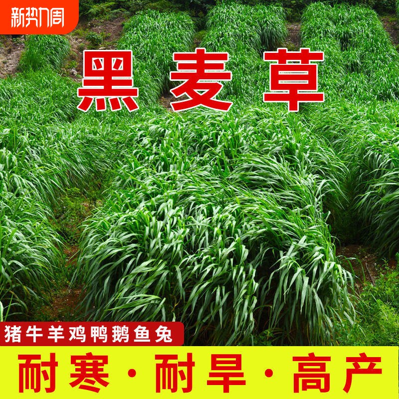 黑麦草种籽子种四季耐寒牧草种子草种孑种植南方开花高产多年生