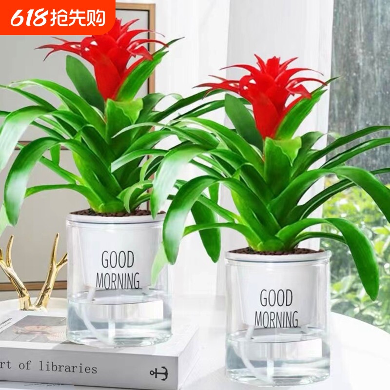 水培鸿运当头盆栽红掌白掌花卉植物室内好养绿植一帆风顺四季开花