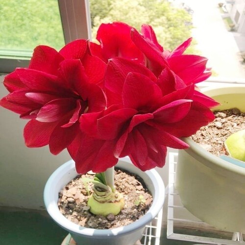 【常年开花】荷兰进口重瓣朱-顶-红盆栽花阳台庭院好养活春节装饰