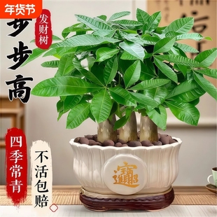 发财树盆栽花卉绿植物室内客厅大招财中式金钱树盆景净化空气阳台