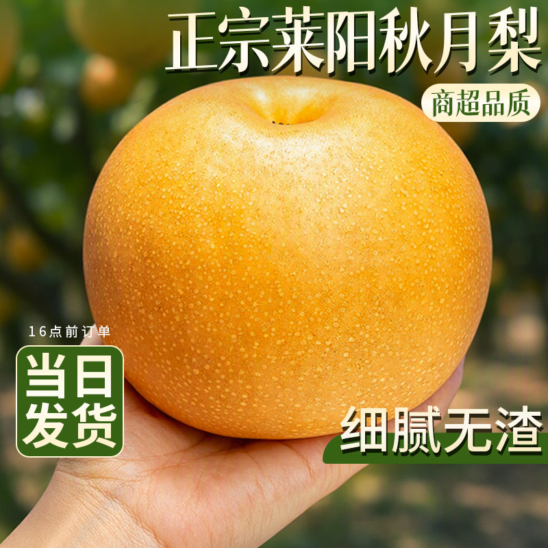 正宗莱阳秋月梨山东现摘现发应季水果新鲜当季冰糖雪梨子产地直发