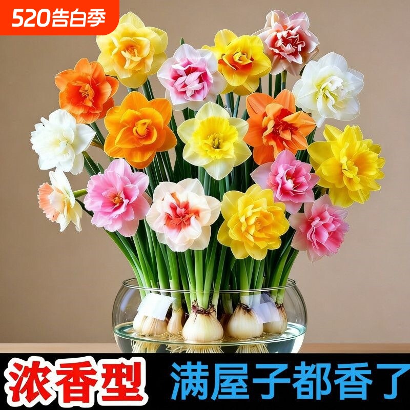 四季开花新品水仙土培水培耐寒花卉重瓣浓香型植物盆栽