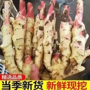 嫩姜新鲜仔姜子姜红芽姜现挖生姜5斤非云南小黄老醋鲜姜当季食用