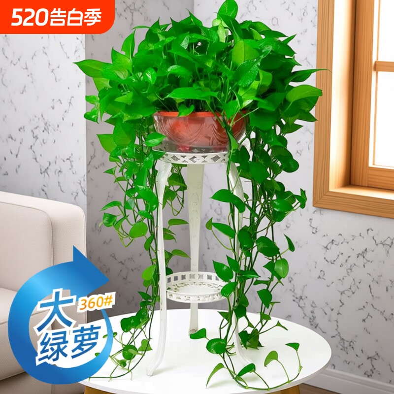 360#长藤绿萝盆栽植物室内绿植吸甲醛净化空气大盆花架土水培客厅
