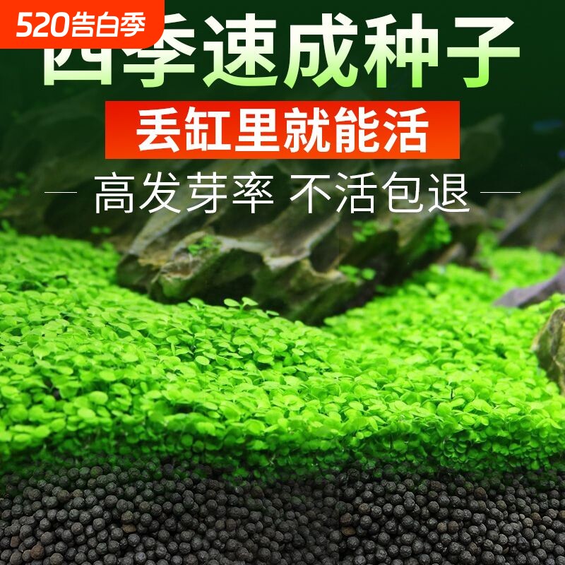 懒人速成水草种子鱼缸装饰迷你对叶牛毛草活体造景套餐真植物养鱼