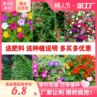 牵牛花种子喇叭花室外爬藤爬墙花卉四季 播种开花盆栽易活花种籽孑
