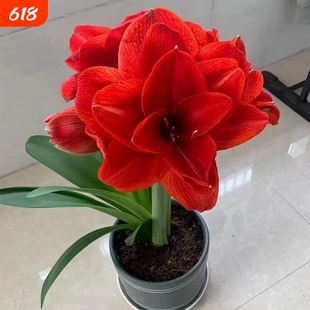 四季开花朱顶红种球进口重瓣荷兰阳台庭院花卉绿植盆栽植物室外
