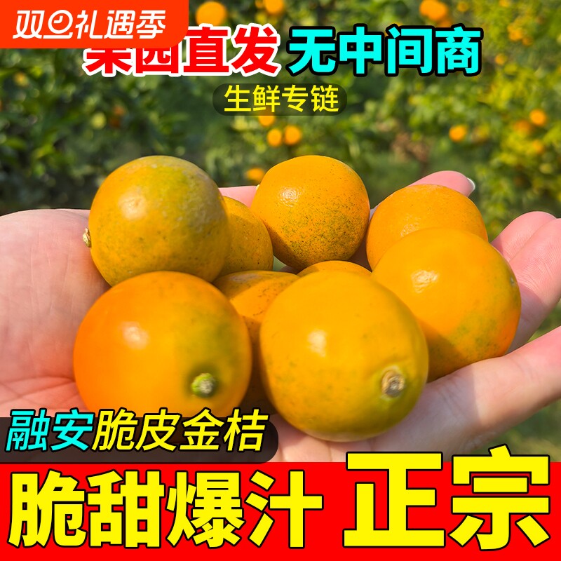 融安脆皮金桔纯甜多汁现摘脆甜蜜新鲜水果自家果园鲜果应季包邮